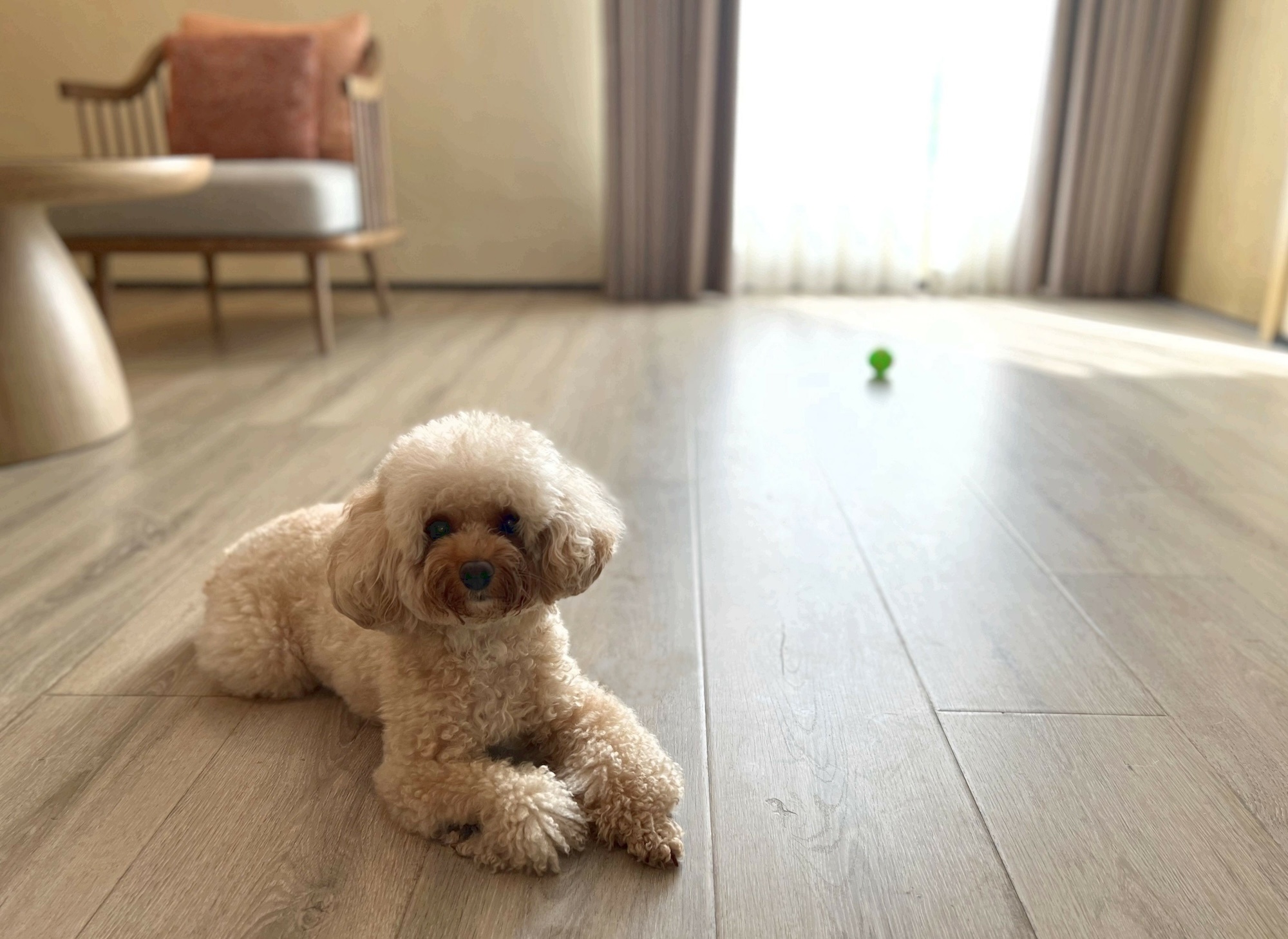 フローリングの上でくつろぐ犬