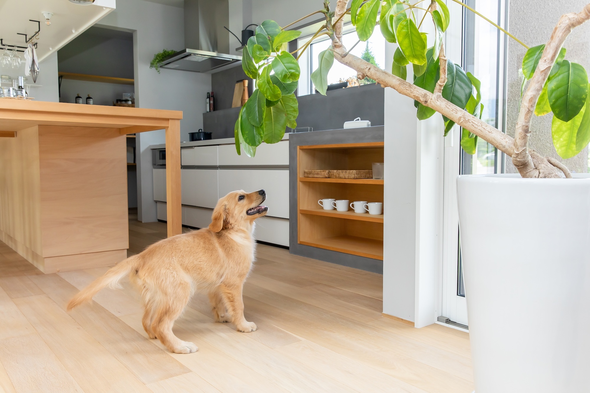 LDKを歩く大型犬