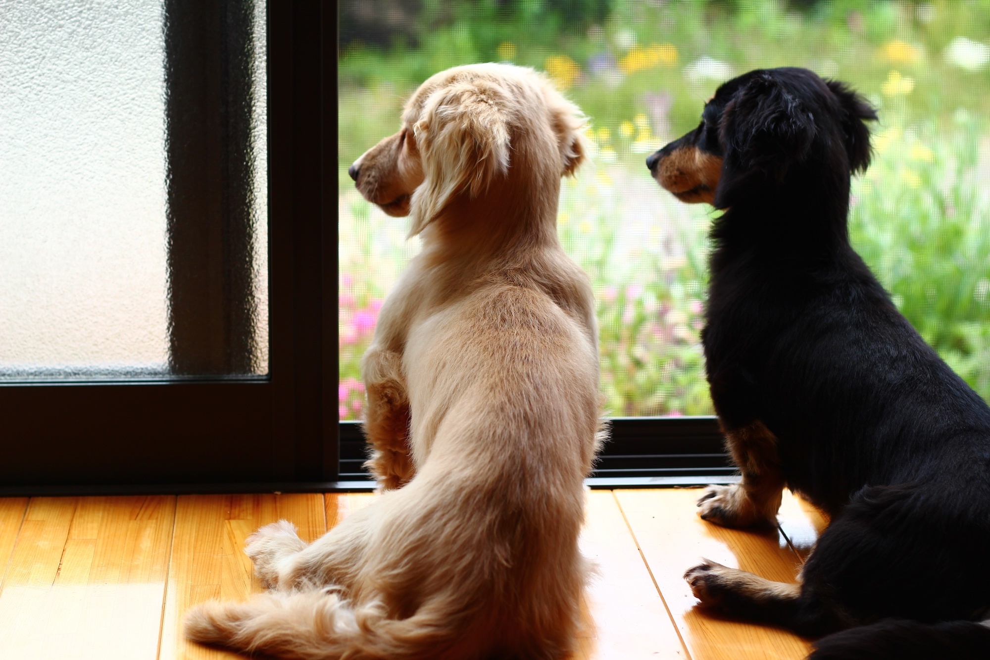 外を見る子犬