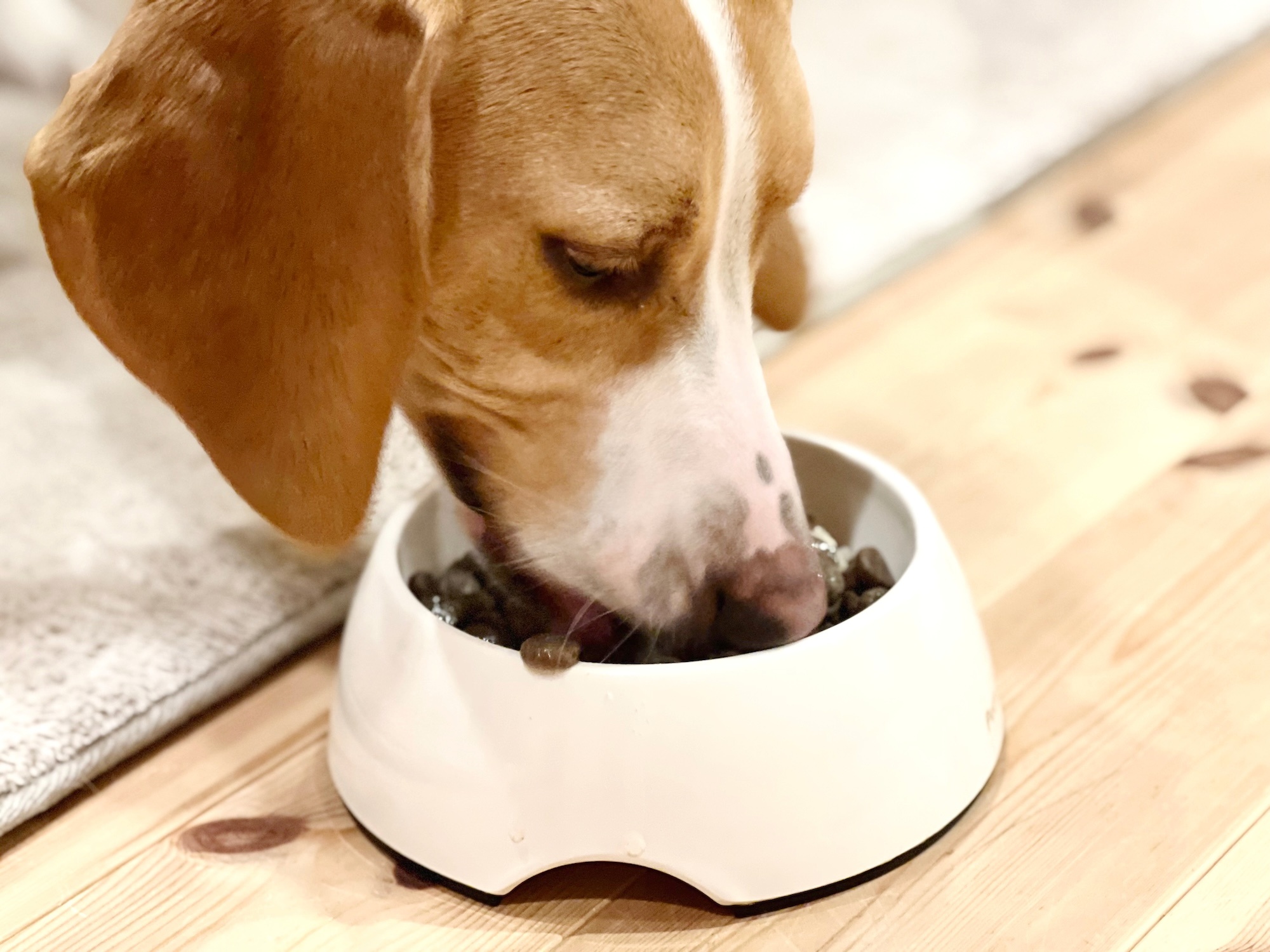 エサを食べる犬